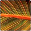 Canna Tropicana