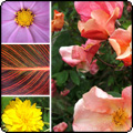 Garden Colour Issues