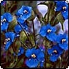  Commelina 