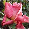 Compassion Winter Rose