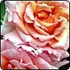  Compassion Apricot Rose 