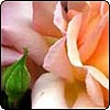 Rose Compassion