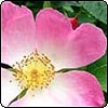 Complicata Rose