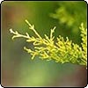 Conifer Leaf