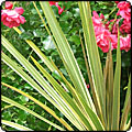 Variegated Cordyline Albertii