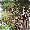 Cabbage Tree