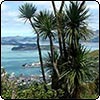 Walking on the Port Hills