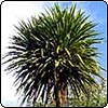 Cabbage Tree Top