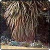 Cordyline