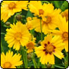 Golden Coreopsis