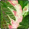 Dogwood+tree+leaf