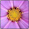 Lilac Cosmos