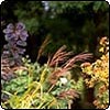 Cotinus & Miscanthus
