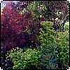  Cotinus Smoke Bush 