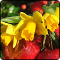 The Good Spring Gardener