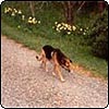  Daffodil Dog 