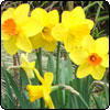 Spring Mixed Daffodils