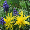 Miniature Daffodil - Rip Van Winkle
