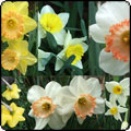 It's Daffodil Time - Isn't It?