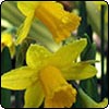 Moosey News : March 2006