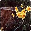  Daffodils 