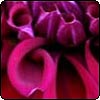 Cerise Dahlia