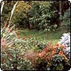 Plantings in the Island Bed