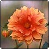  Dahlias 