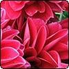 Cherry Dahlias