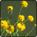 2011 February Week 4 - More