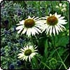 Daisy & Thistle