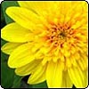  Yellow Perennial Daisy 