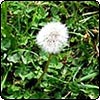 Dandelion Weed