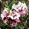  Daphne 