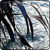 Dark Red Flax