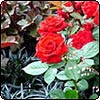  The Salvation Army Garden 