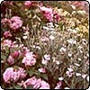 David Austin Mary Rose
