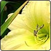 Daylilies