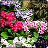 Streptocarpus Flowers