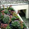 Dog Tunnels Beneath the Garden