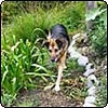 Dog-Paths