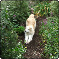 Paths Through the Shrubbery