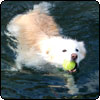  Swimming Pond Dog 