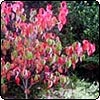 Dogwood Tree
