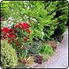 Driveway Red Roses