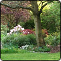  Maple and Rhododendron Garden 
