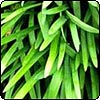 Dwarf Agapanthus Leaves