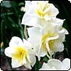  Earlicheer Daffodil 