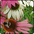 Bee on Echinachea Flower