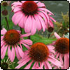  Echinacea - Coneflowers 